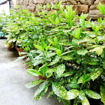 بيت شباب San Lazaro ساريا