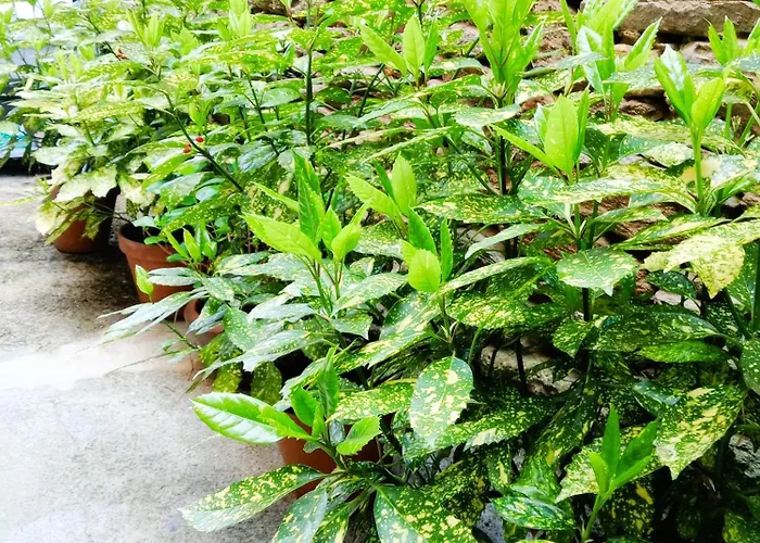 Hostel San Lazaro Sarria